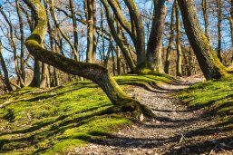 Waldweg Waldweg