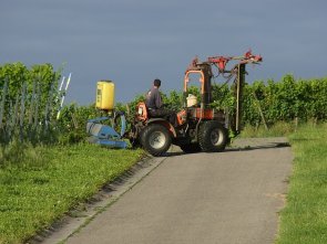 Traktor im Weinberg Traktor im Weinberg